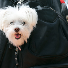 可愛すぎる人気 ミックス犬 5選 雑種犬との違いやしつけ方とは 記事 わんにゃ365 今日も明日もワンダフル