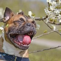 愛犬や愛猫も花粉症になる？対策や治療法について解説