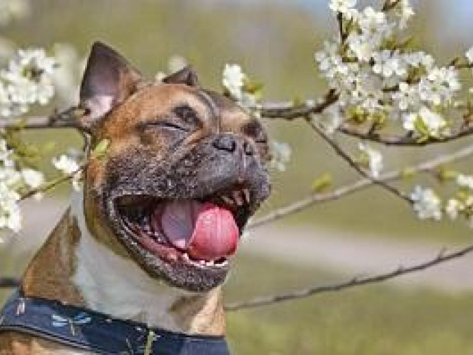 愛犬や愛猫も花粉症になる？対策や治療法について解説