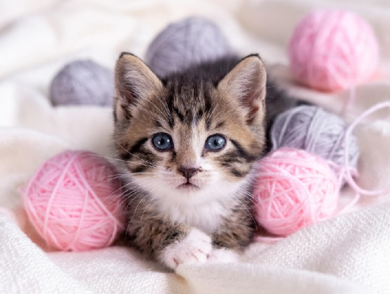 猫の抜け毛に困った・・・少しの工夫でできる対処方法をご紹介！