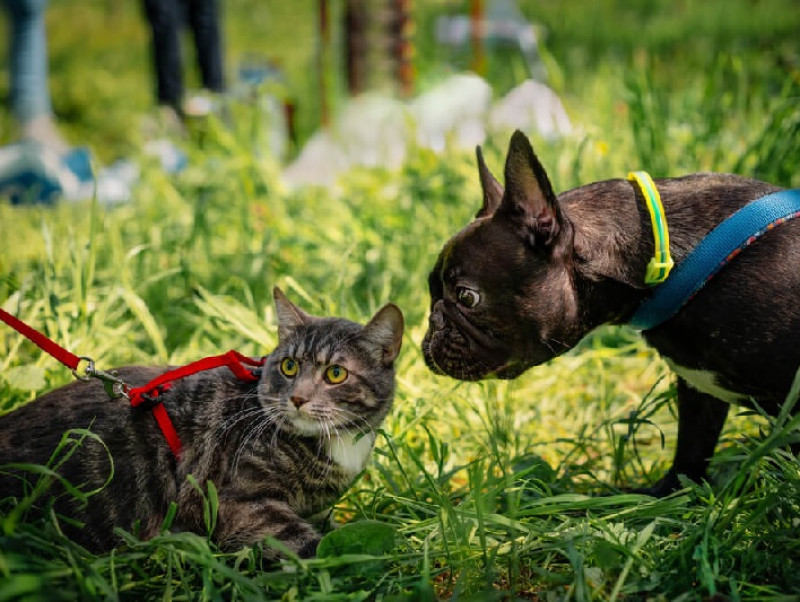 ゴールデンウィークに向けて！愛犬や愛猫とおでかけするときの注意点