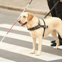 4月の最終水曜日は「国際盲導犬の日」