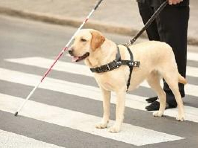 4月の最終水曜日は「国際盲導犬の日」