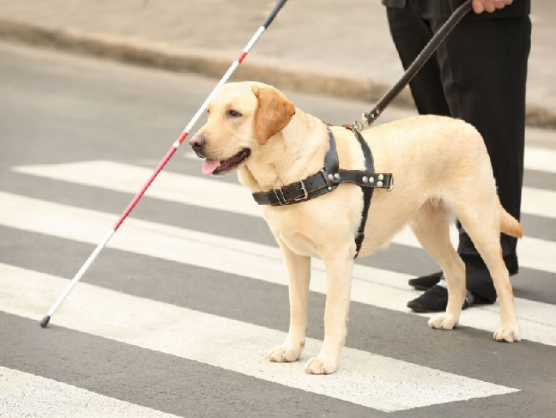 4月の最終水曜日は「国際盲導犬の日」