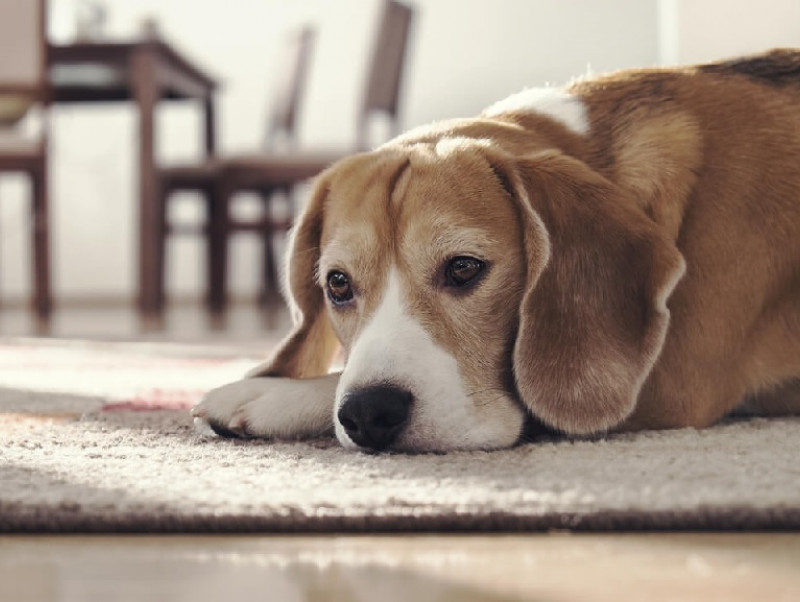 わんちゃんも五月病になる？対処法を知って愛犬の心を守ろう