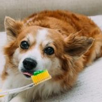 6月4日はむし歯予防の日！愛犬の口腔トラブルを予防するデンタルケアを紹介