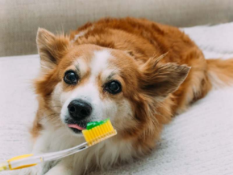 6月4日はむし歯予防の日！愛犬の口腔トラブルを予防するデンタルケアを紹介