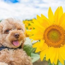 【動物看護士執筆】防ごう！犬の熱中症！備えあれば憂いなし！