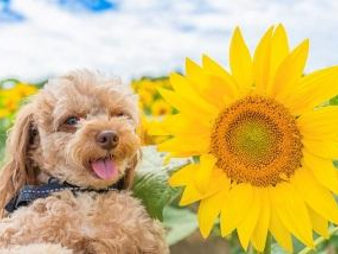 【動物看護士執筆】防ごう！犬の熱中症！備えあれば憂いなし！