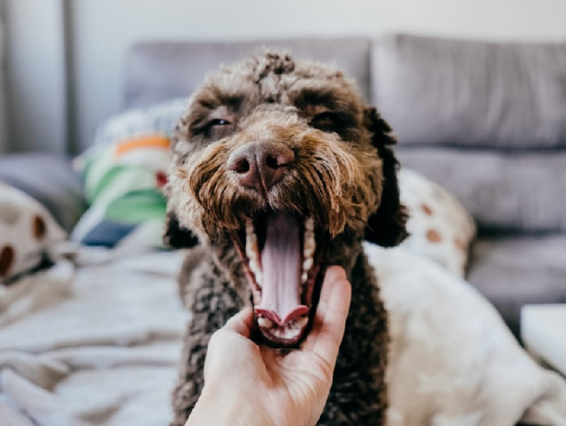 【獣医師執筆】犬に多い歯周病！原因や症状、適切なケアや予防法を理解しよう
