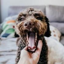 【獣医師執筆】犬に多い歯周病！原因や症状、適切なケアや予防法を理解しよう