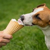 ペットにアイスクリームをあげてもいいの？おやつの注意点を紹介