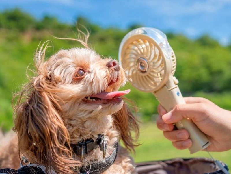 【動物看護士執筆】わんちゃんも夏を冷んやり過ごしたい！おすすめ冷感グッズを紹介！