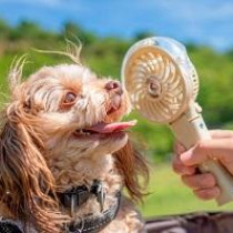 【動物看護士執筆】わんちゃんも夏を冷んやり過ごしたい！おすすめ冷感グッズを紹介！