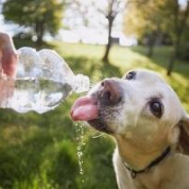 暑い夏！愛犬に合った水分補給で乗り切ろう！