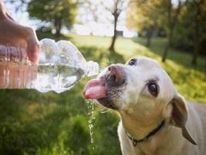 暑い夏！愛犬に合った水分補給で乗り切ろう！