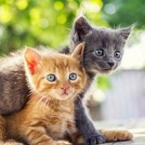 8月8日は「世界猫の日」。猫の魅力と愛おしさを再確認しよう！