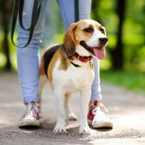 夏の愛犬との散歩には注意が必要！快適に楽しめる工夫とクッズを紹介