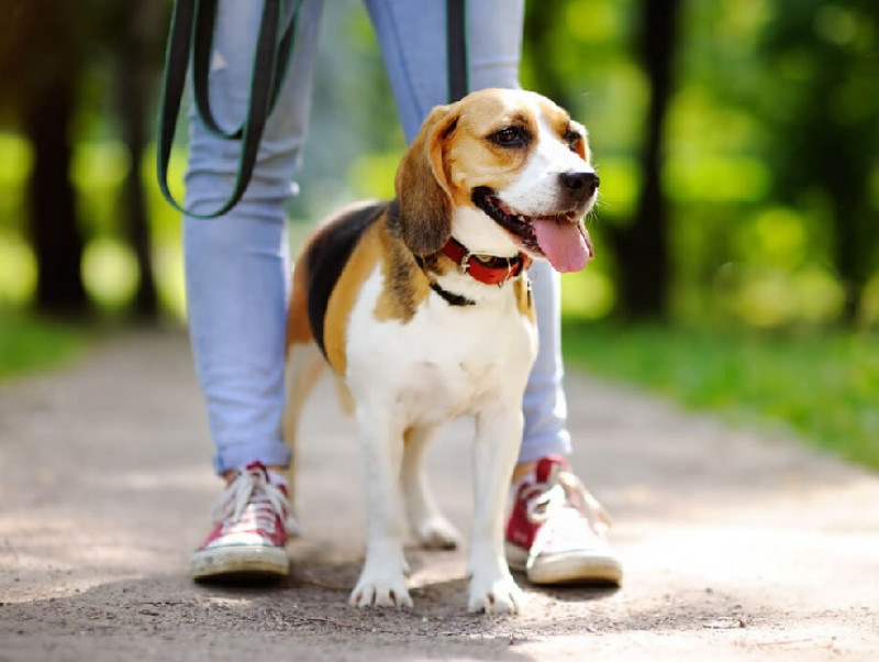 夏の愛犬との散歩には注意が必要！快適に楽しめる工夫とクッズを紹介