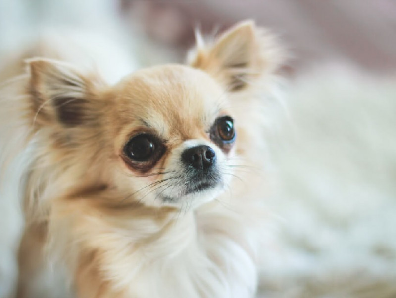 【獣医師執筆】飼い主さんなら知っておいて欲しい！犬の流涙症（涙やけ）ができる原因と対処方法について