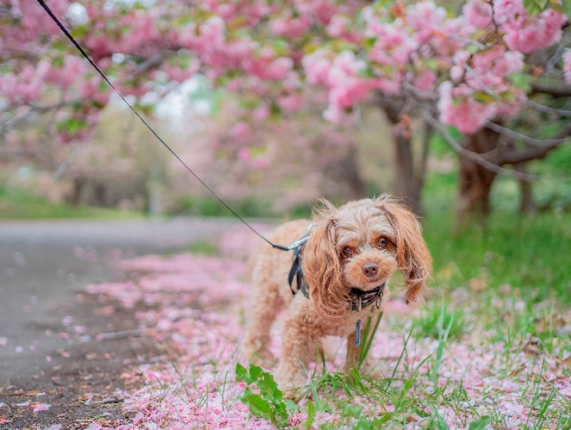 【動物看護士執筆】マダニは恐い！マダニを予防するために必要なこととは？