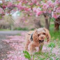 【動物看護士執筆】マダニは恐い！マダニを予防するために必要なこととは？