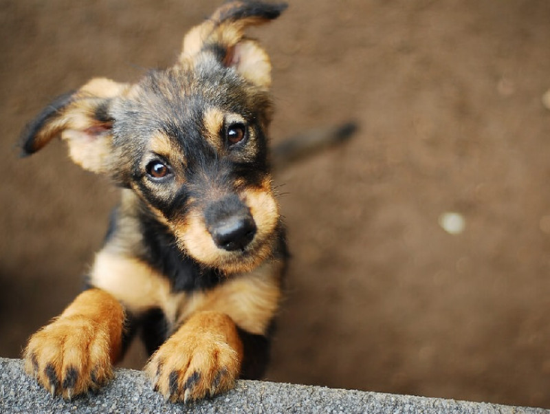 【獣医師執筆】犬が発症しやすい目の病気とは？原因や症状を解説