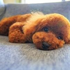 10月10日は「目の愛護デー」♪　愛犬の大切な瞳をケアしよう！
