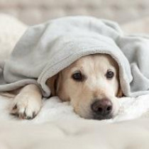 【動物看護士執筆】これって犬の風邪？気になる症状と対策を解説