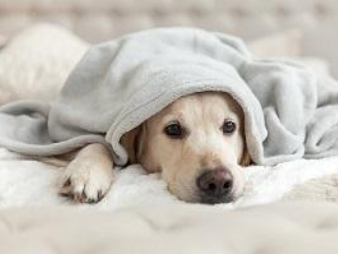 【動物看護士執筆】これって犬の風邪？気になる症状と対策を解説
