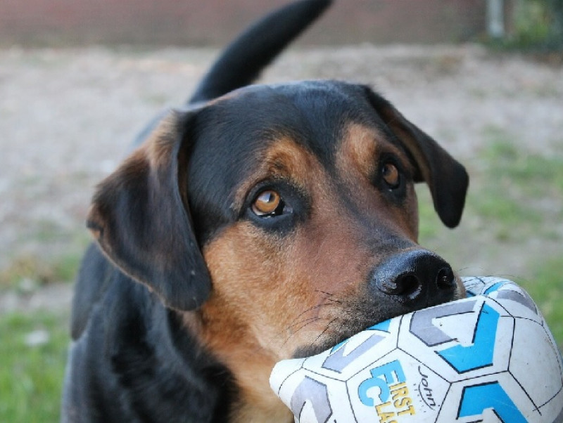 スポーツの秋！愛犬と一緒に楽しめるおすすめのスポーツは？