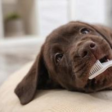 【獣医師執筆】犬も歯は命！犬の歯の基礎的知識を知って「歯垢と歯石」を予防しよう