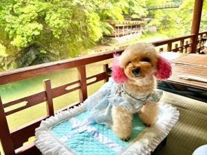 【京都】秋におすすめな愛犬との旅 in 貴船・高雄