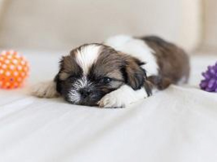 はじめてのわんちゃんとの暮らし〜犬を飼う前に必要な準備〜