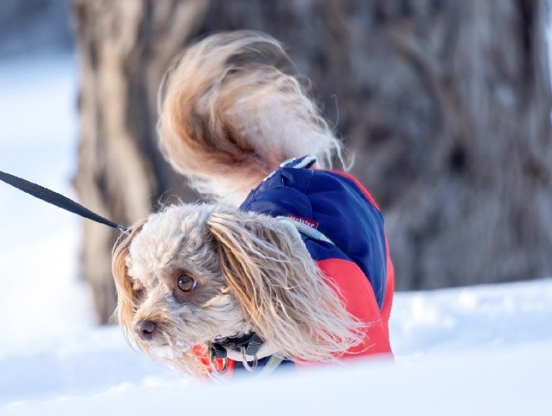 【動物看護士執筆】犬専用の靴は必要？冬のお散歩対策のあれこれ