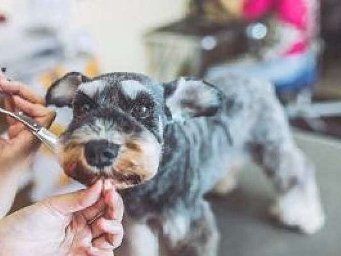 【トリマー執筆】イメージ通りに仕上げてもらおう！愛犬におすすめのカットオーダー方法