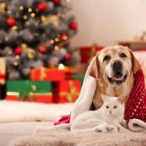 大切な愛犬・愛猫に贈りたい！クリスマスプレゼント5選