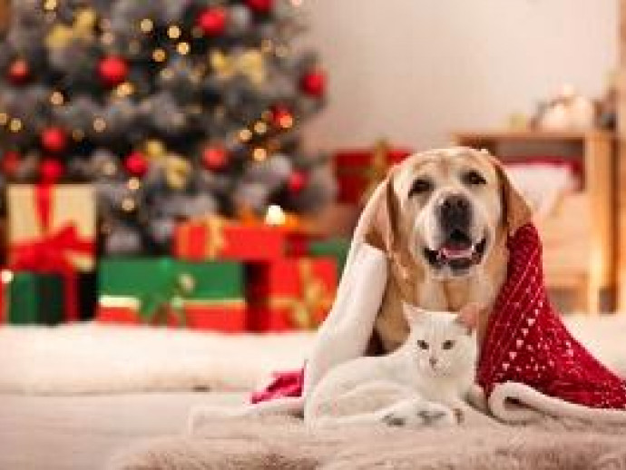 大切な愛犬・愛猫に贈りたい！クリスマスプレゼント5選