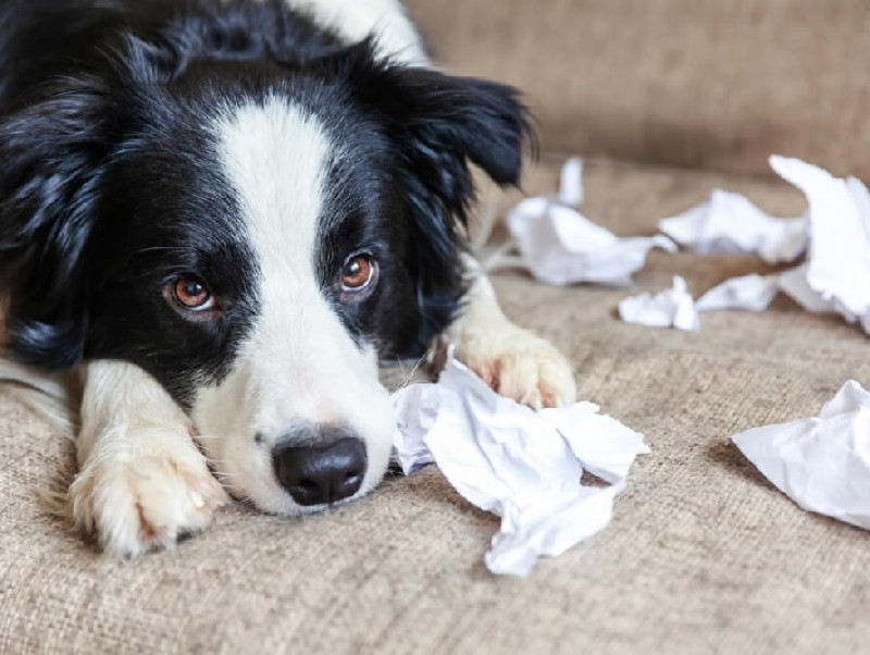 犬もやきもちを焼くの？嫉妬している時の行動や対処法を紹介