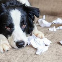 犬もやきもちを焼くの？嫉妬している時の行動や対処法を紹介