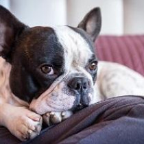 犬が飼い主の足元で寝る理由とは？寝る位置でわかる飼い主との関係性
