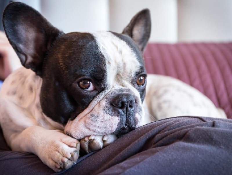 犬が飼い主の足元で寝る理由とは？寝る位置でわかる飼い主との関係性