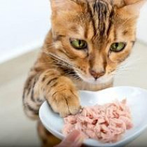 食べても大丈夫？猫が喜ぶおすすめの食べ物5選！