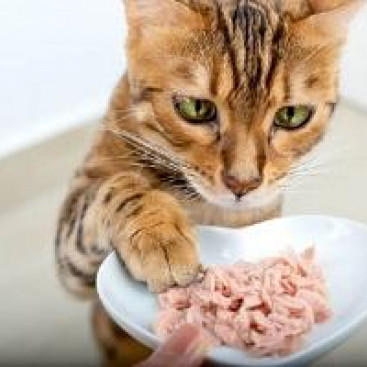 食べても大丈夫？猫が喜ぶおすすめの食べ物5選！
