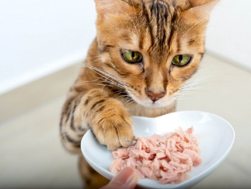 食べても大丈夫？猫が喜ぶおすすめの食べ物5選！