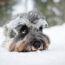 犬・猫が寒い時季にかかりやすい意外な病気・ケガとは？