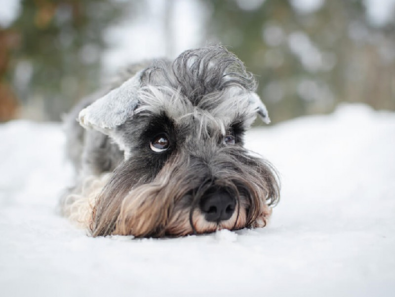 【動物看護士執筆】犬・猫が寒い時季にかかりやすい意外な病気・ケガとは？