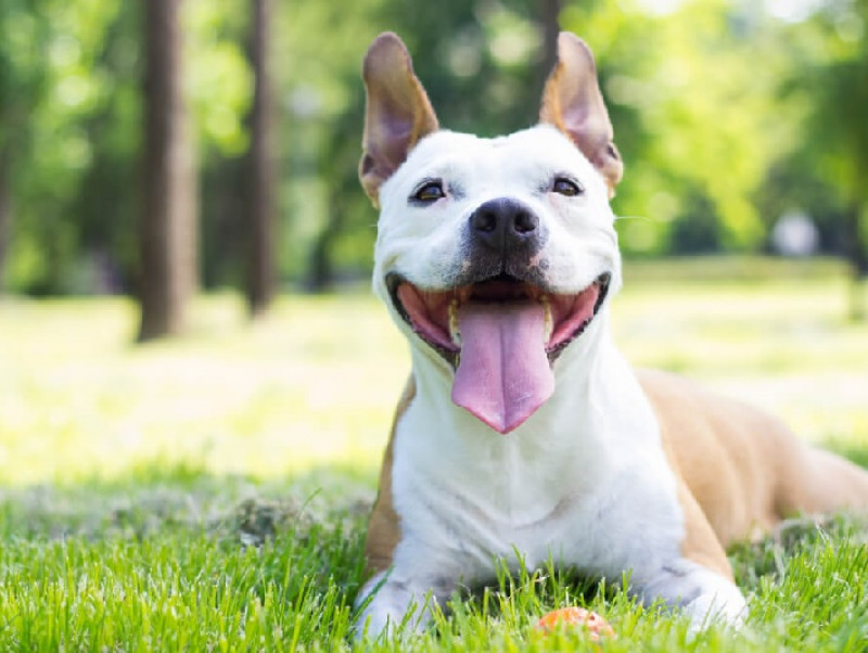 犬のよだれに違和感がある？よだれで分かる病気のサインを見逃さないで！