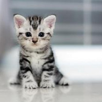 2月22日は猫の日｜自宅でできる愛猫の健康チェック