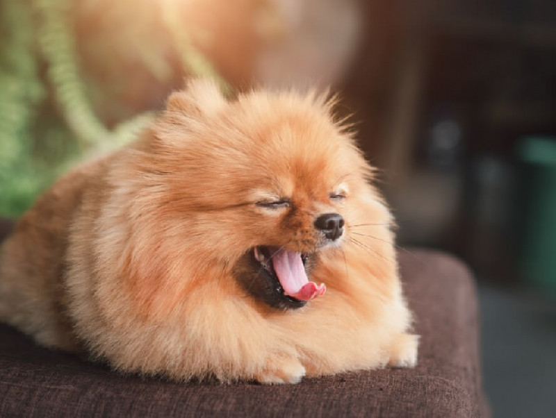 【動物看護士執筆】犬のあくびが病気のサインの可能性もある？